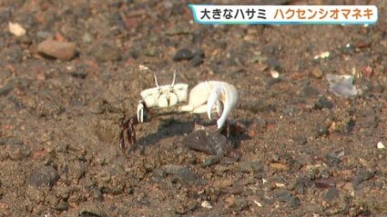 潮を招いているようなカニ＞海岸にぎわす「ハクセンシオマネキ」 干潟