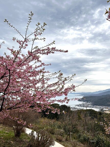 桜の先に海広がる” 天草の桜スポット「十万山公園」で約180本の河津桜