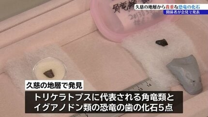 トリケラトプスやイグアノドンの仲間とみられる恐竜の歯の化石みつかる