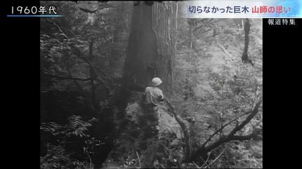 縄文杉より大きい木が、何本も残っている」屋久島、未知の巨木が残る