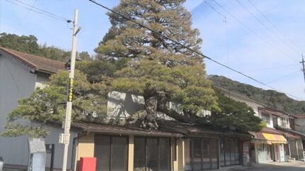 民家の屋根に生える謎の「松の巨木」は町のシンボル しかし所有者は