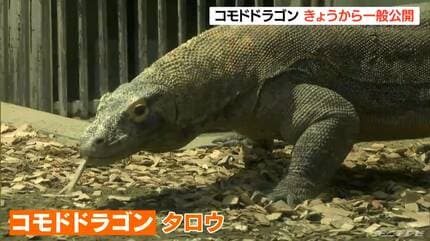かっけー！」「怖かった」“コモドドラゴン” タロウの一般公開に長い列