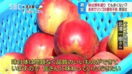 リンゴに異変！今年はリンゴが赤くならない現象が各地で…一体なぜ