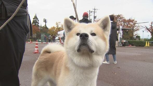 “最も秋田犬”らしさナンバーワンは?全国から47匹が集結 個性豊かな美しさを競う展覧会 富山 | 富山のニュース|天気・防災|チューリップテレビ