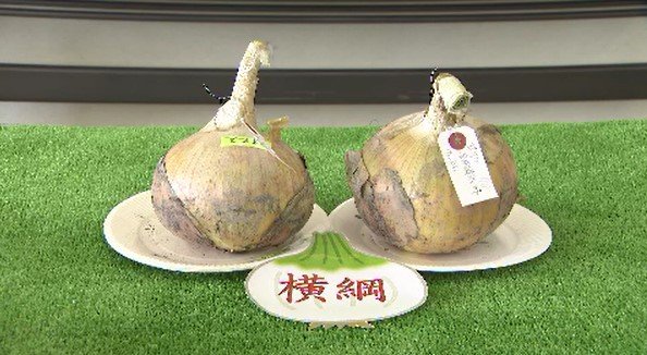 タマネギの大きさ自慢！「ジャンボ玉ねぎコンテスト」“横綱”は直径139.2ミリ、重さ947.5グラム　長野・安曇野市|TBS NEWS DIG