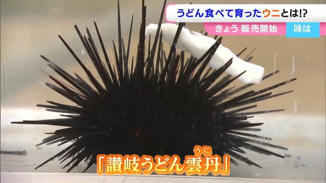 うどんを食べて育った「讃岐うどん雲丹」？！不思議な “食事シーン”をご覧あれ　水産科の高校生が飲食チェーンと共同研究し商品化【香川】|TBS NEWS DIG