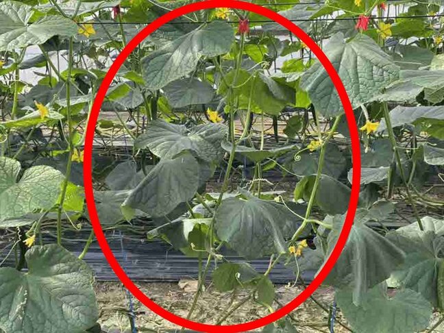 「有効な農薬がない」高知県で初確認の病気「キュウリ黒点根腐病」　晴天の日に“しおれ”繰り返す症状に注意|TBS NEWS DIG