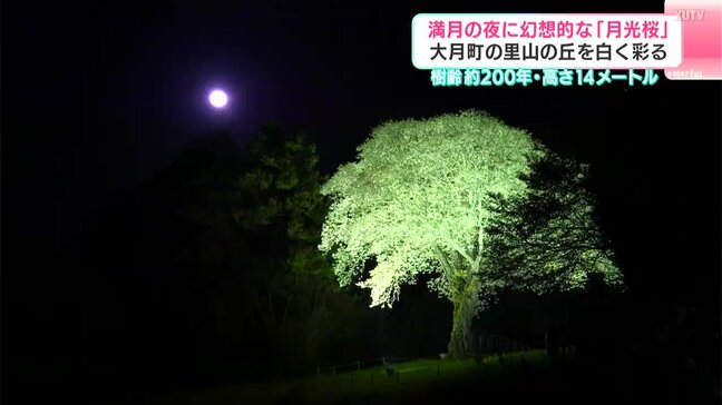 樹齢約200年、月夜に浮かぶ幻想の白…『月光桜』が見頃　満月との共演が作り出す“神々しい”里山の夜　高知・大月町|TBS NEWS DIG
