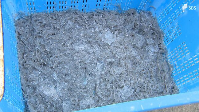 「商売として成り立たない」魚市場に並んだ “シラス” わずか3かご 黒潮大蛇行が終息の兆しで静岡・御前崎魚市場「期待したい」そもそも大蛇行とは？|TBS NEWS DIG