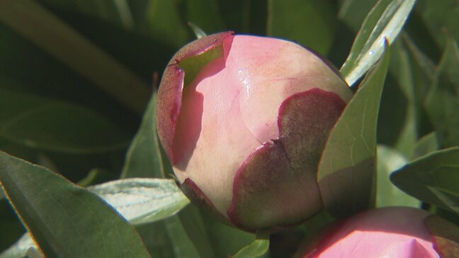 母の日にサプライズ!富山育ちのシャクヤク…つぼみで届ける心遣い 愛情込めて14万本出荷 JAあおば|TBS NEWS DIG