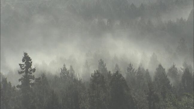 スギ花粉2月上旬から飛散予想 量は例年並みか 大分|TBS NEWS DIG