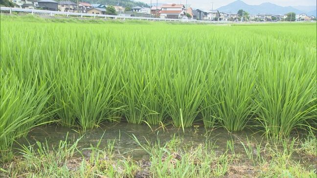 鳥取県西部で渇水深刻…田んぼも水不足「もう底、全然ないに等しい」 物価高、コメ価格の行方…農家の現状とは|TBS NEWS DIG