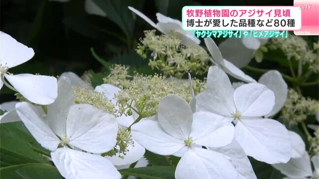牧野植物園のアジサイ見頃 博士が愛した品種など80種 「ヤクシマアジサイ」や「ヒメアジサイ」|TBS NEWS DIG