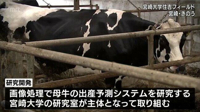 出産前の母牛の難産を予測するシステム　宮崎大学が熊本大学と共同で研究開発へ|TBS NEWS DIG