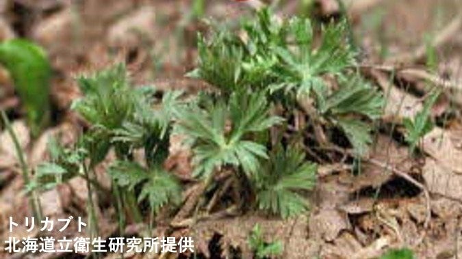 有毒植物のトリカブトを山菜のニリンソウと誤って食べた80代男性…約4時間後に死亡　一緒に食べた妻は回復　北海道胆振地方|TBS NEWS DIG