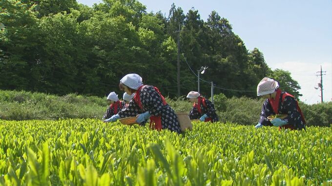 早乙女姿の女性たち　島根県出雲市で新茶初摘会　|　BSSニュース | BSS山陰放送