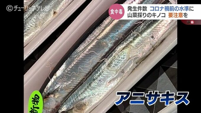 秋の味覚サンマに “白い糸” 実は激痛走る「アニサキス」激辛カレーや熱湯は効くのか？|TBS NEWS DIG
