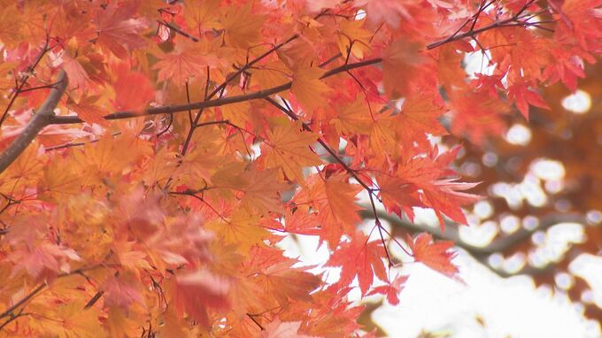 今年は当たり年？“紅葉前線”を追って白山白川郷ホワイトロードに行ってみた|TBS NEWS DIG