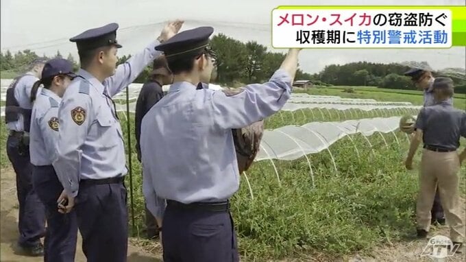「生産者の思いが詰まったスイカとメロンを一つたりとも盗まれないように…」収穫の最盛期を迎えている特産メロンやスイカを盗難被害から守ろうと特別警戒活動を実施　青森県つがる市|TBS NEWS DIG