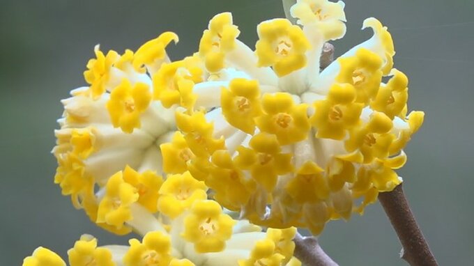 ミツマタ　黄色い可憐な花が見頃　南部町の山林に自生　山梨　|　山梨のニュース | ＵＴＹテレビ山梨