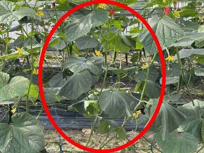 「有効な農薬がない」高知県で初確認の病気「キュウリ黒点根腐病」　晴天の日に“しおれ”繰り返す症状に注意|TBS NEWS DIG