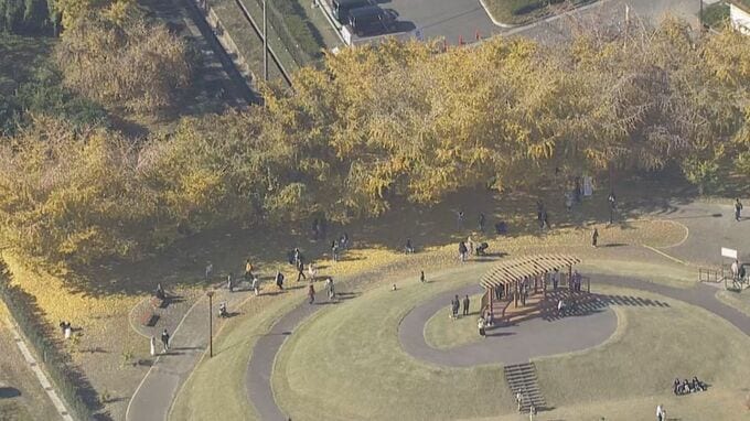 “黄色のじゅうたん”も… 愛知・岐阜・三重の紅葉の進み具合は？伊勢神宮や東山動植物園などの名所を上空からチェック【11月26日】|TBS NEWS DIG