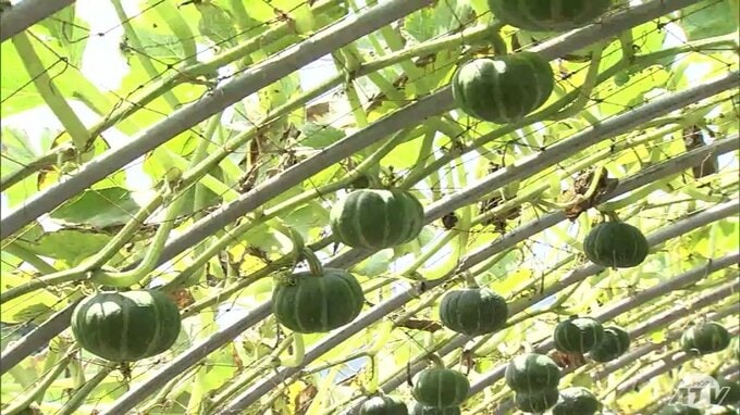 頭上に実る「空飛ぶかぼちゃ」園児が収穫体験　生産者は触れ合いが励み|TBS NEWS DIG