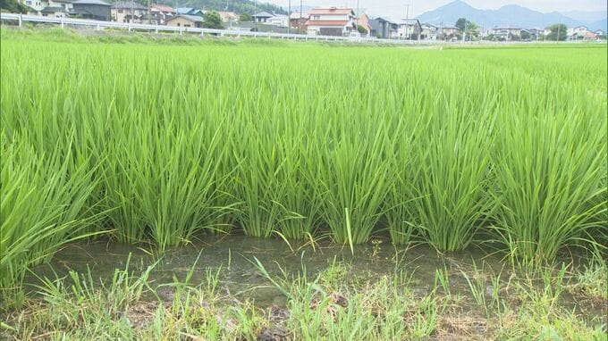 鳥取県西部で渇水深刻…田んぼも水不足「もう底、全然ないに等しい」　物価高、コメ価格の行方…農家の現状とは|TBS NEWS DIG