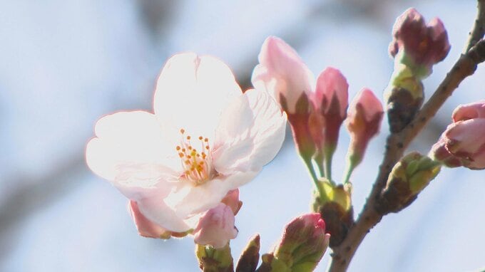 【速報】大分で桜の開花発表|TBS NEWS DIG