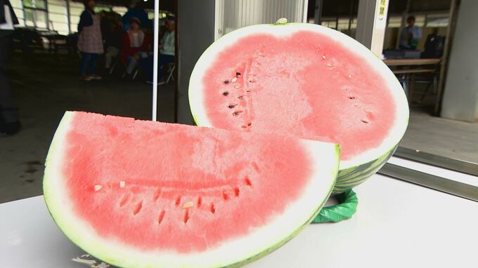 10キロにもなろうかという“萩相島スイカ”出荷始まる　1株から1玉だけを育て「甘みが強くみずみずしい」　|　山口のニュース・天気・防災｜tys NEWS｜ｔｙｓテレビ山口