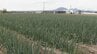 大分県産ネギ年間産出額100億円突破　県をあげた一大プロジェクトとは　|　大分のニュース｜OBS NEWS｜大分放送