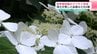 牧野植物園のアジサイ見頃　博士が愛した品種など80種　「ヤクシマアジサイ」や「ヒメアジサイ」　|　高知のニュース・天気｜KUTV NEWS | KUTVテレビ高知