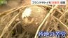 砂地で作るブランド『砂里芋(さりいも)』最上級品の価格は一般的なサトイモの倍以上　新潟　|　新潟のニュース・天気｜BSN NEWS｜BSN新潟放送