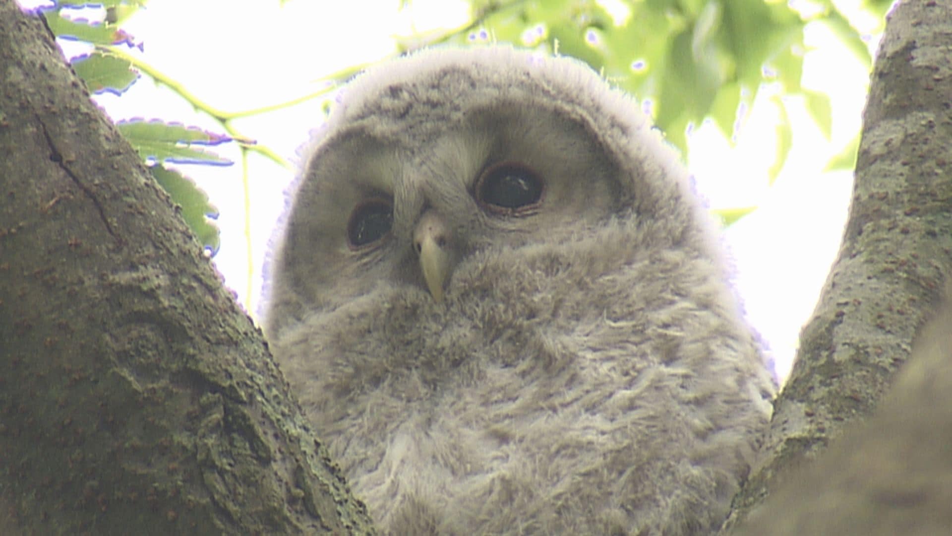 すごく癒やされます」幸運を呼ぶフクロウの赤ちゃん 今年も神社に登場