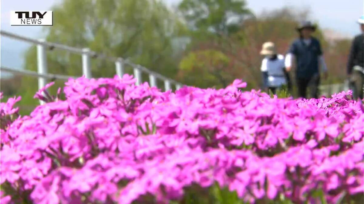 一面ピンク色の絨毯！「ゴミを捨てられない様に…」たった1人で始めた