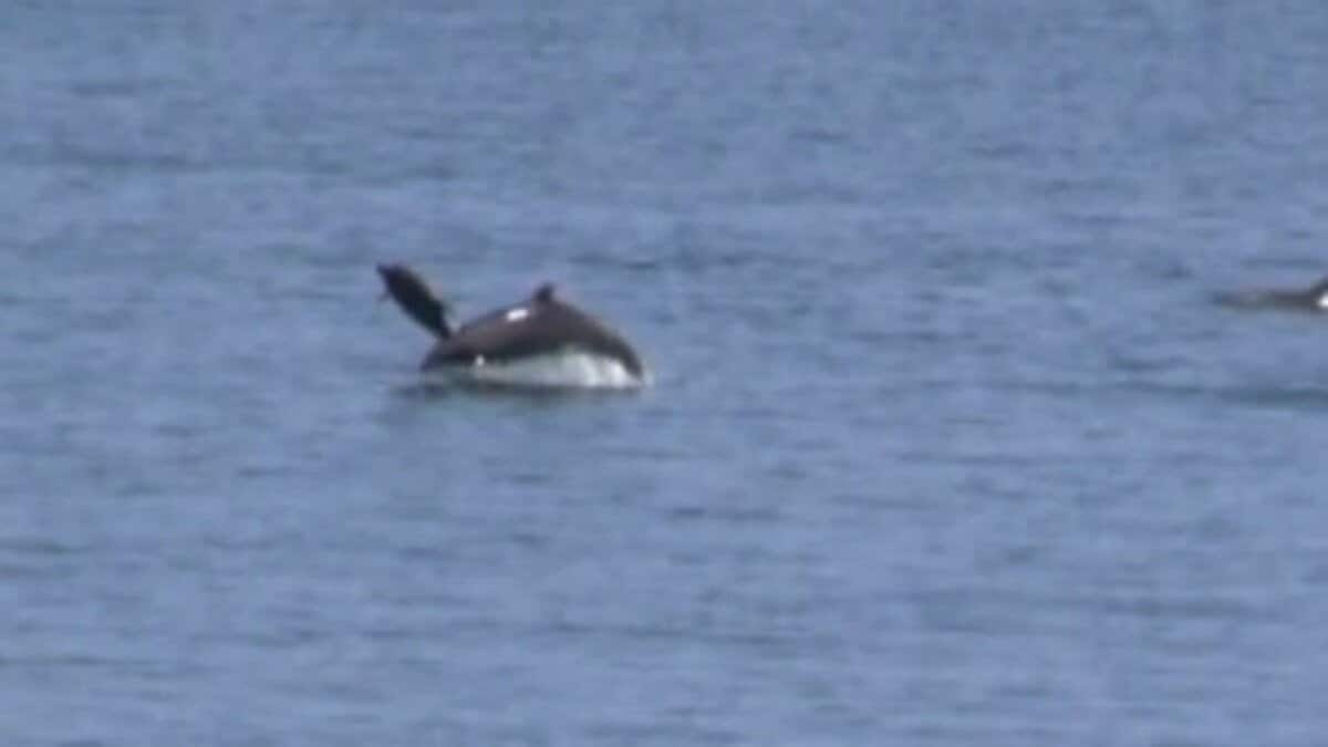 親子イルカが仲良くジャンプ!! GWの双海沖にイルカの群れが現れる 愛媛