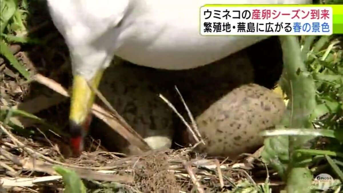 蕪島に卵を抱える姿ウミネコ 産卵シーズン迎える 早ければ5月半ばにも