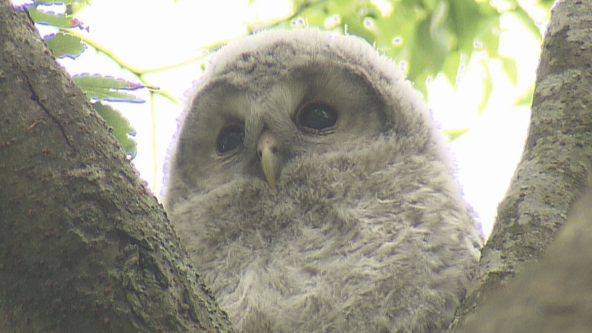 すごく癒やされます」幸運を呼ぶフクロウの赤ちゃん 今年も神社に登場