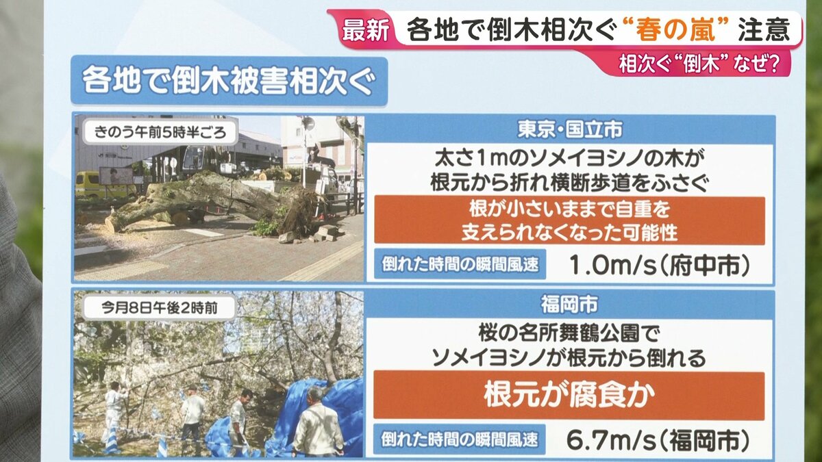 相次ぐ「倒木」なぜ？樹木医に聞く 倒木を知らせる予兆は【ひるおび 