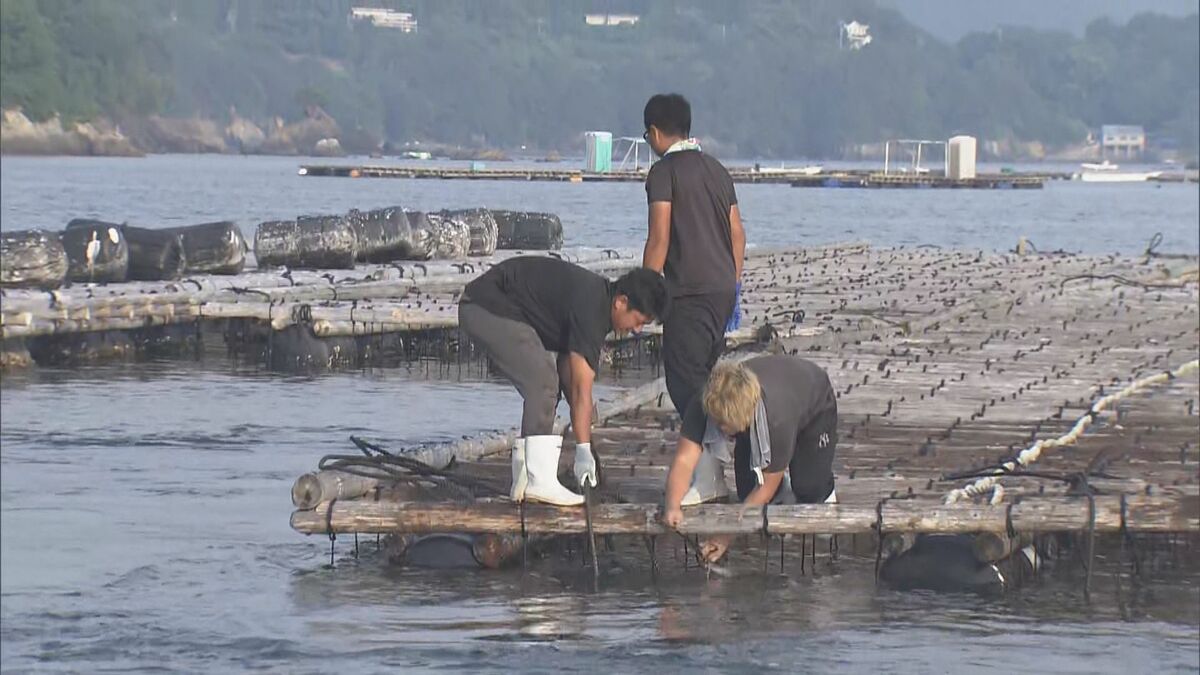 津波被害の“カキ養殖いかだ” 三重県が復旧支援へ 一見知事「津波の影響はあなどれない」 作業費用4割負担