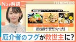 なぜ回転寿司でも“高級魚”フグがお手頃に?ホタテ高騰の裏でお手頃価格になった2つの理由【Nスタ解説】|TBS NEWS DIG