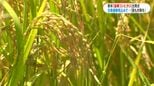 超早場米「金峰コシヒカリ」の新米出荷始まる 品質は良好もコメの在庫過剰見込みで農家への概算金は約2割減|TBS NEWS DIG