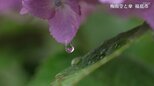 【映像】れいんどろっぷ~傘が舞う 福島【カメラめせん⑪】|TBS NEWS DIG