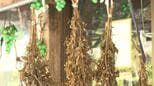 “山の香水” 琉球王国時代から受け継がれる香り草「ヤマクニブー」　　|　沖縄のニュース｜RBC 琉球放送