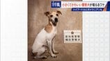 大型犬のイメージから一転… トイプードルなど小さくてかわいい警察犬が増加 全国の9割が“嘱託” 小型犬の採用が増えた理由とは　|　名古屋・愛知・岐阜・三重のニュース【CBC news】 | CBC web