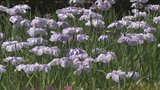 池畔に広がる紫色のグラデーション 約1100本のハナショウブが見頃迎える 甲府・芸術の森公園 | 山梨のニュース | UTYテレビ山梨