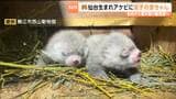 レッサーパンダ「アケビ」仙台から福井の動物園へ　双子のメスの赤ちゃんが誕生　10月中旬に一般公開予定|TBS NEWS DIG