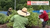 【網走刑務所】「本当に一生懸命」受刑者5人がハスカップの収穫に初挑戦　地域の人々と丁寧に手摘み　ジャムなどに加工され道の駅で販売へ　|　北海道のニュース｜HBC北海道放送