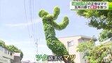 緑の巨人!?マツの木が驚きの変身 独特な形は「お姫様抱っこのよう」と表現する人も|TBS NEWS DIG