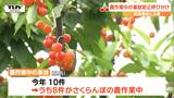 「高いところから転げないように」農作業中の事故の5分の4はさくらんぼの作業中!農家に事故防止と熱中症の防止を呼びかける(山形) | 山形のニュース│TUYテレビユー山形